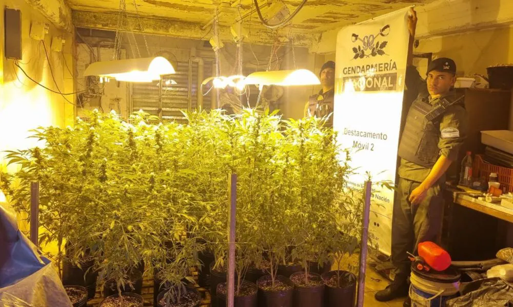 Hallan más de 180 plantas de marihuana en una vivienda