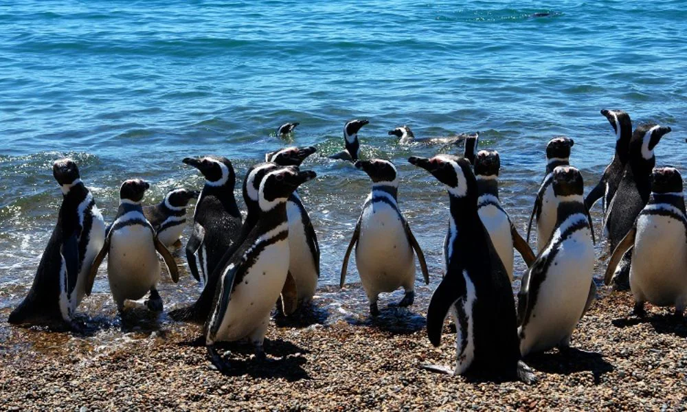 Pingüino de Magallanes
