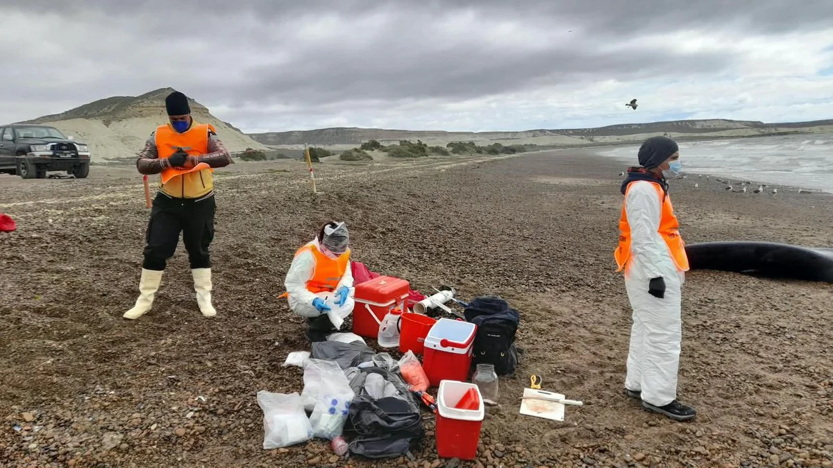 Investigan la muerte de ballenas en Península Valdés