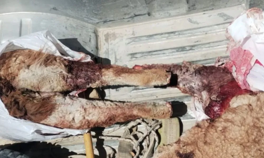 Caza ilegal de guanaco