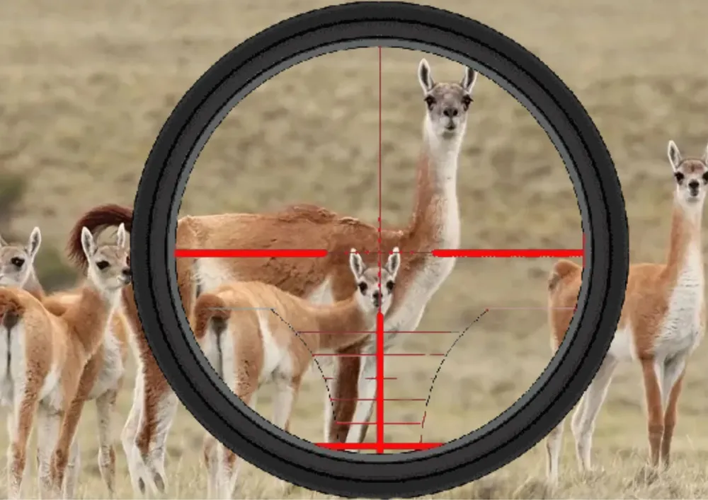 Caza de guanacos en Chubut