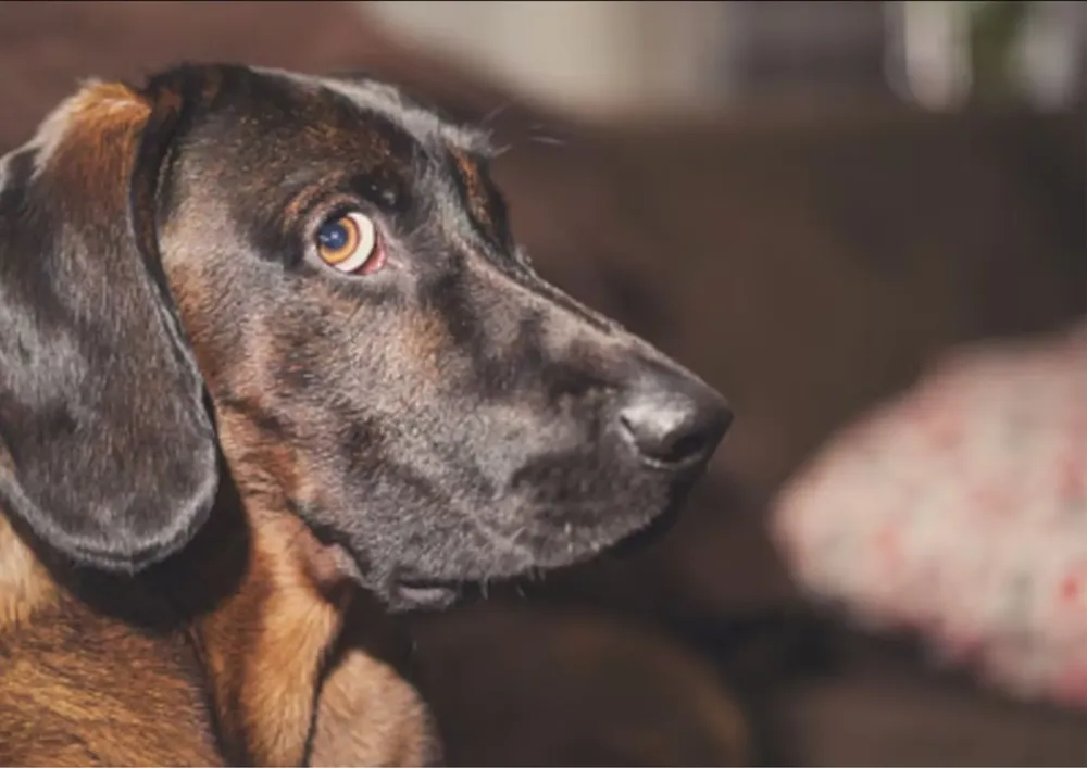 Perros beneficiados por la duda en muerte de un gato