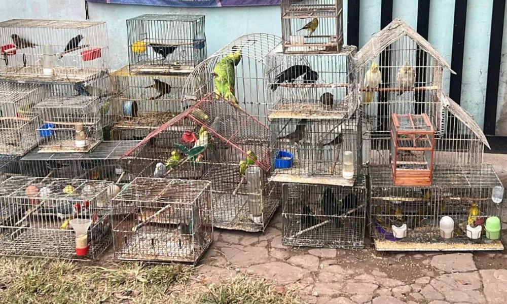 Vendían fauna silvestre por redes sociales