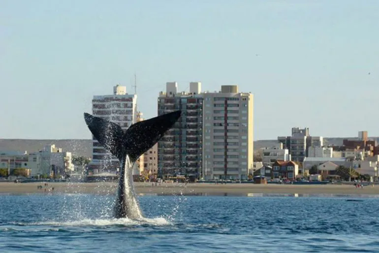 Ballenas