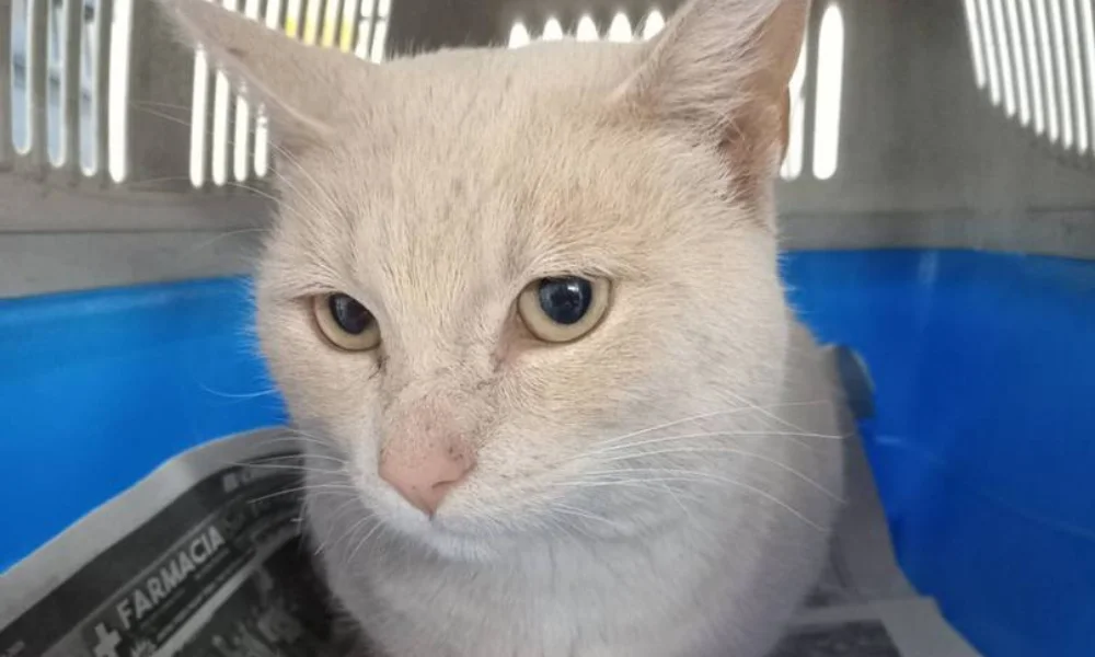 gato abandonado en Zoonosis Trelew