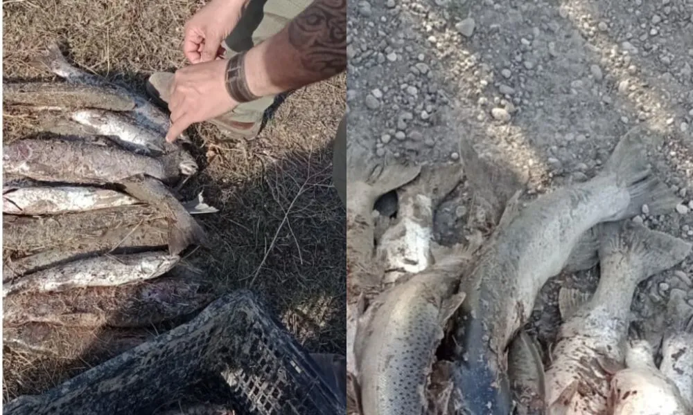 Peces decomisados en Río Senguer
