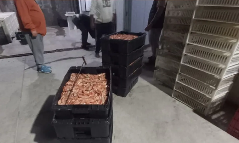 transporte ilegal de langostino en Rawson