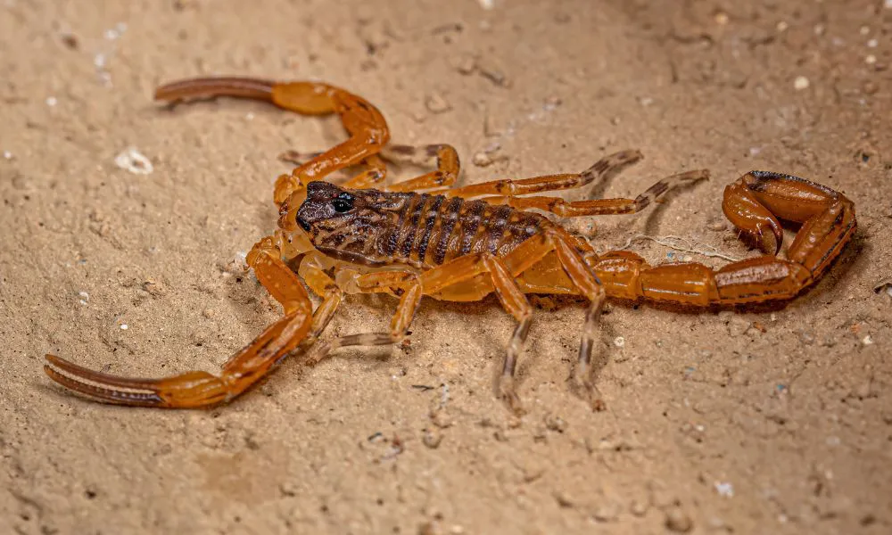 Alacrán. Foto Freepik