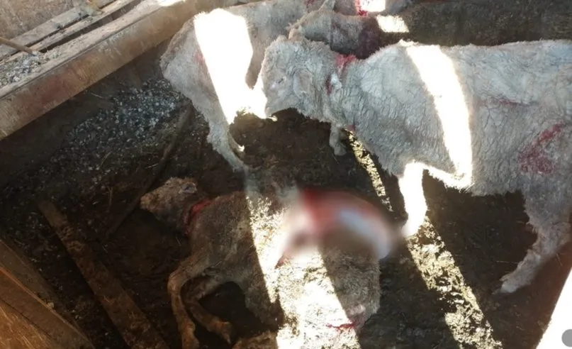 Ovejas atacadas por el perro