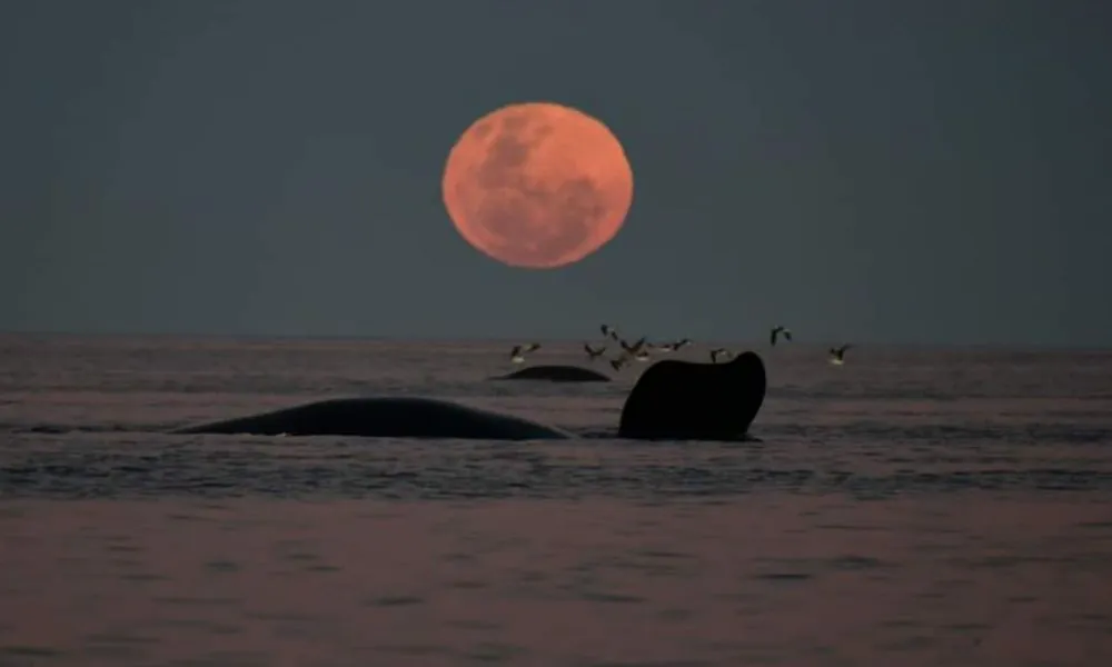 Amanecer en Puerto Madryn Imagen de Fotero Patagónico