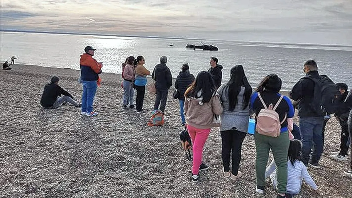 Paseo guiado sobre naufragios y buceo en Puerto Madryn