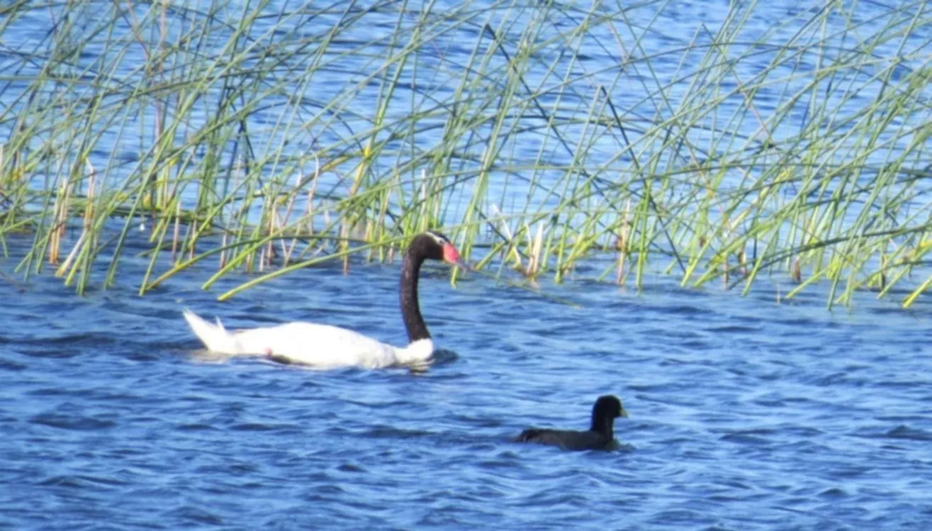 cisne cuello negro