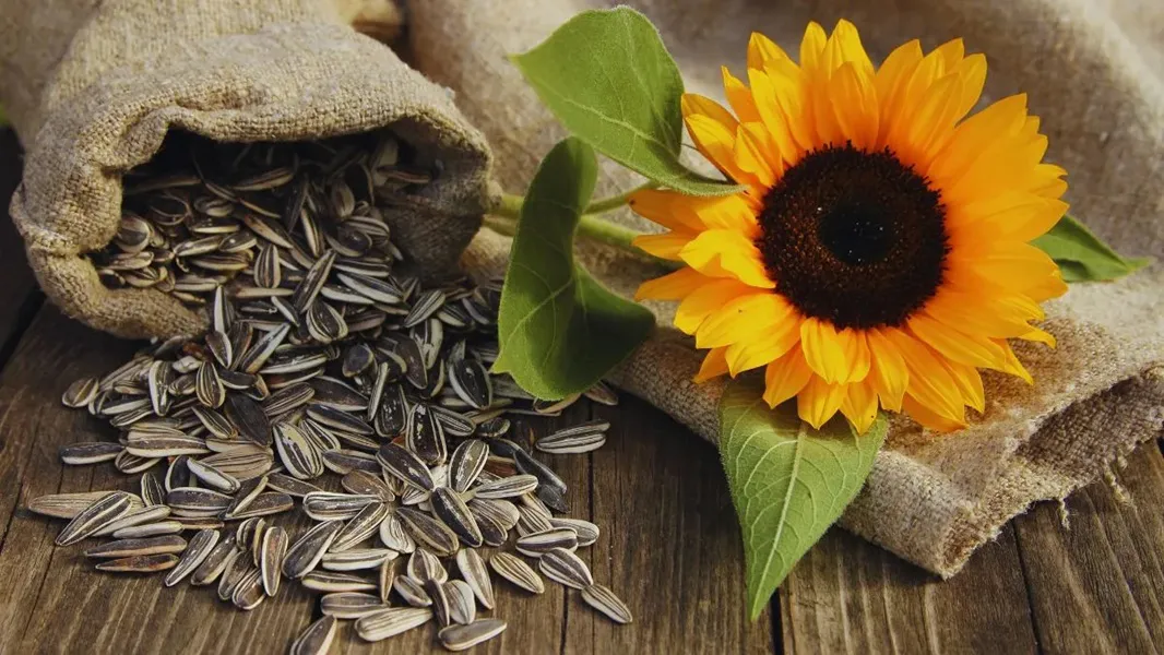 Semillas de girasol
