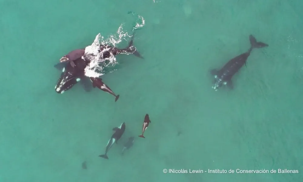 Captura de pantalla del video filmado el 1 de agosto por el investigador Nicolás Lewin