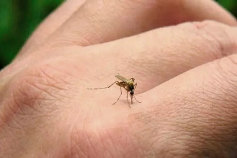 La Organización Mundial de Salud manifestó que el virus del Zika constituye  una emergencia internacional 