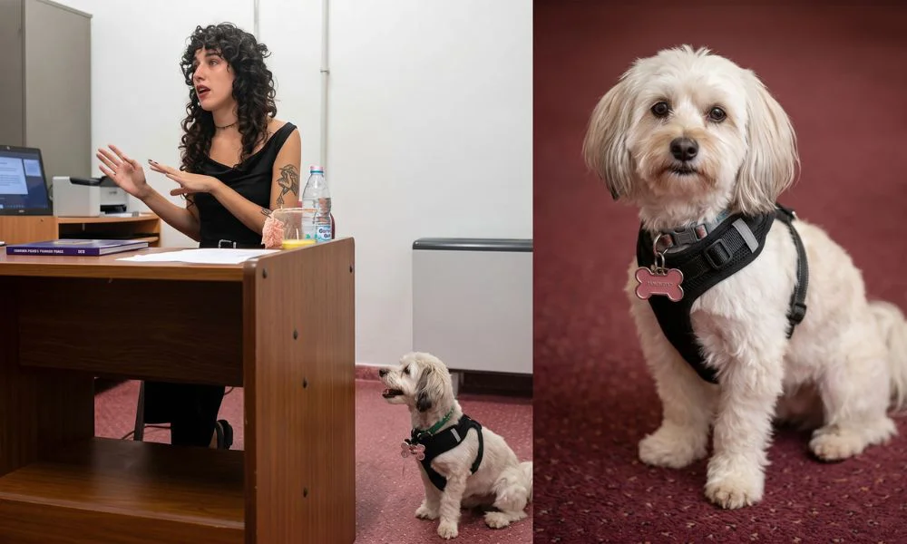 Llevó a su perro para acompañarla en un examen final Foto reeditada digitalmente