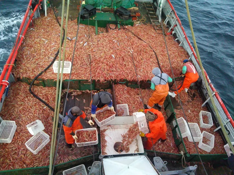 Pesca de langostinos