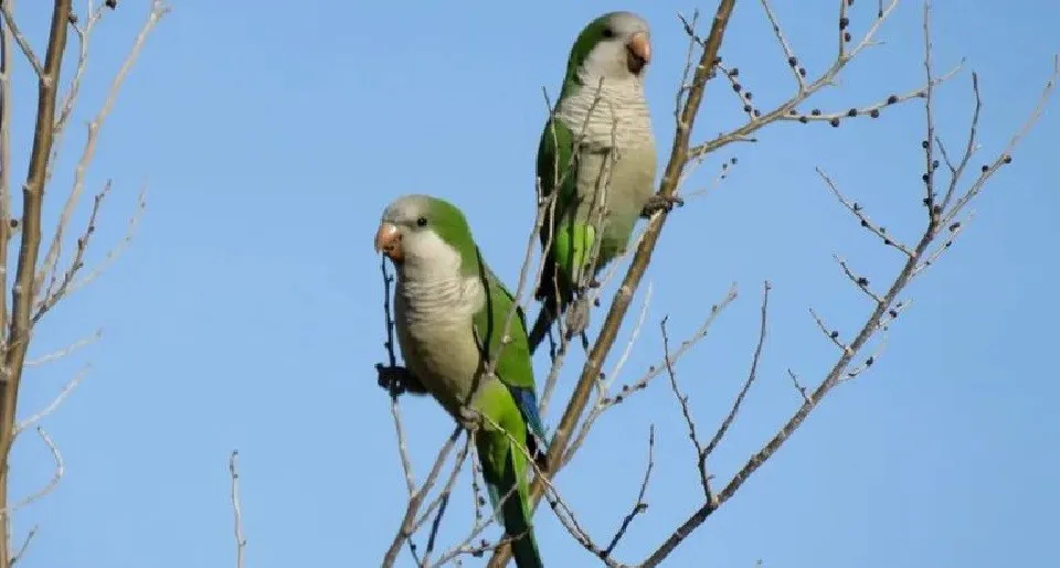 cotorras