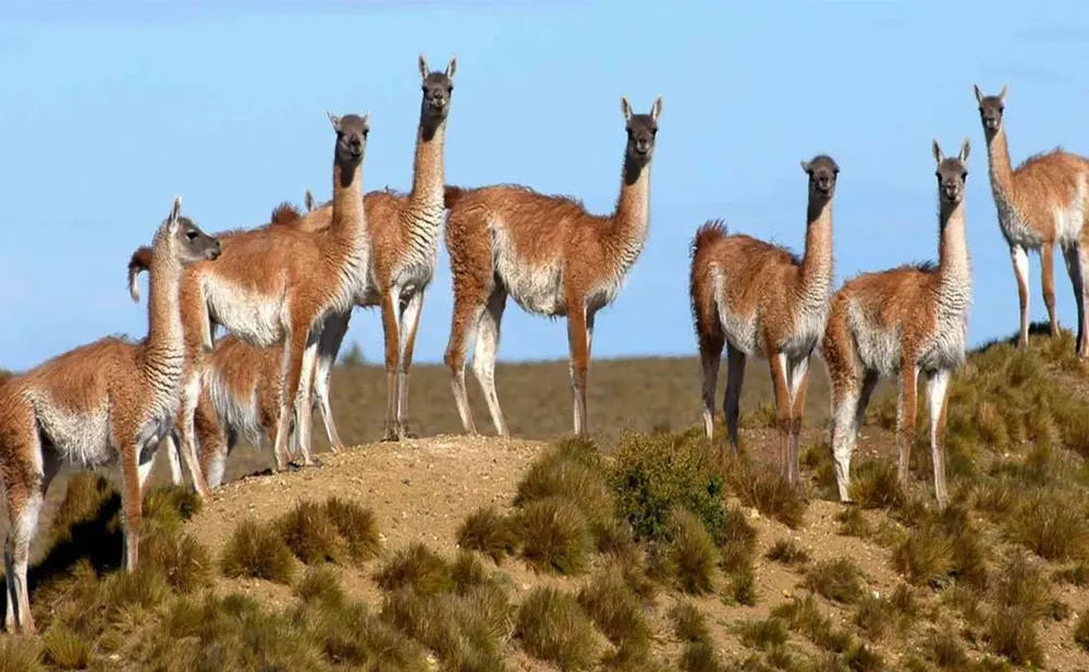 GUANACOS