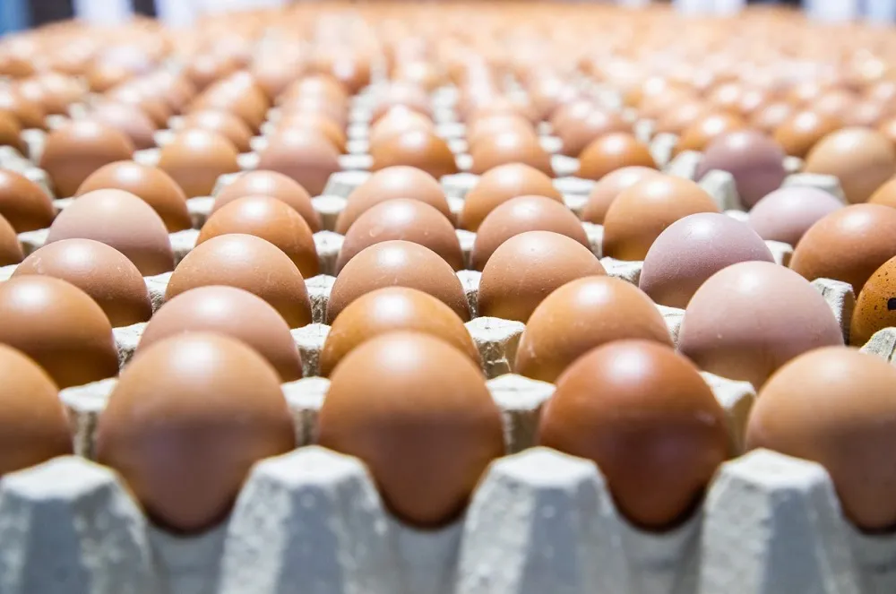 Huevos