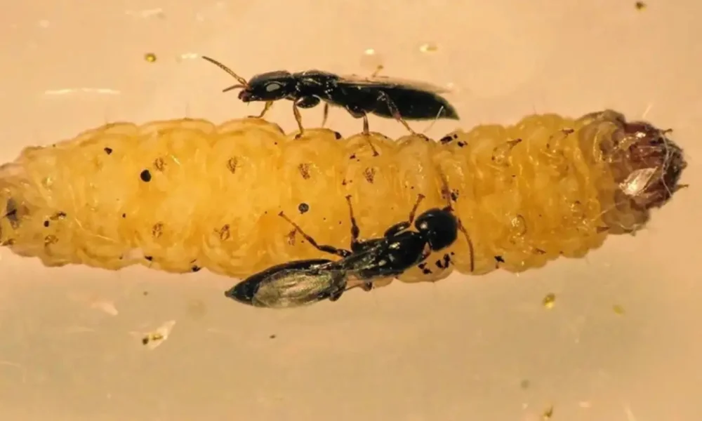 Goniozus legneri