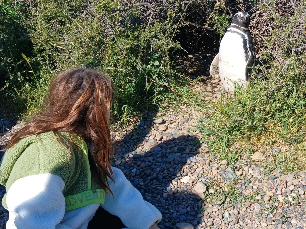 Pingüinos de Magallanes en Punta Tombo
