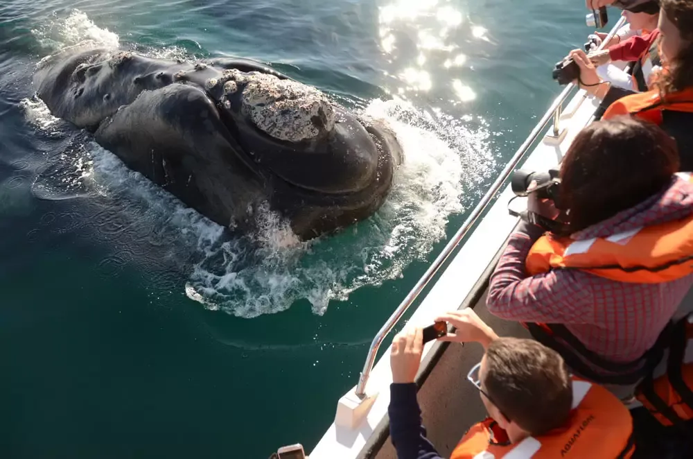 Avistaje de ballenas