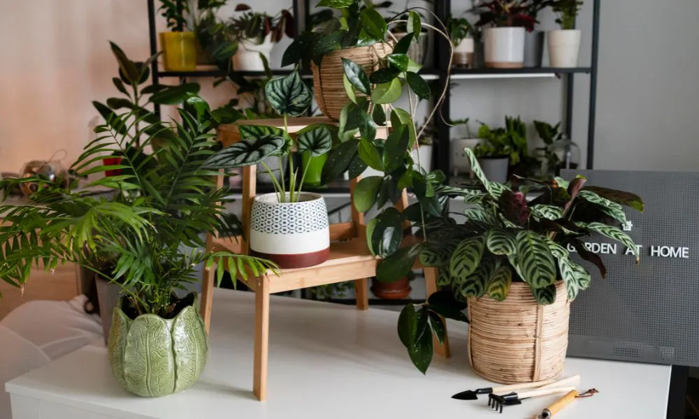 Plantas de interior. Foto Freepik
