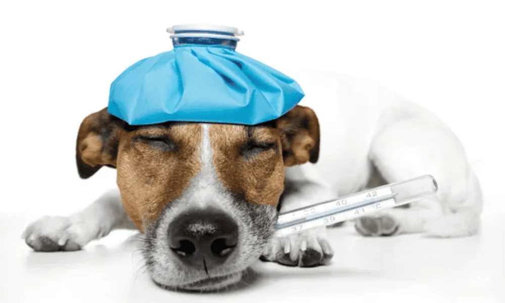 En Italia, trabajadores ya pueden faltar a sus empleos para cuidar a sus animales enfermos.