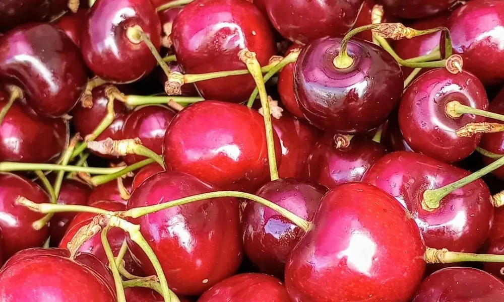 Fiesta de la cereza en Gaiman