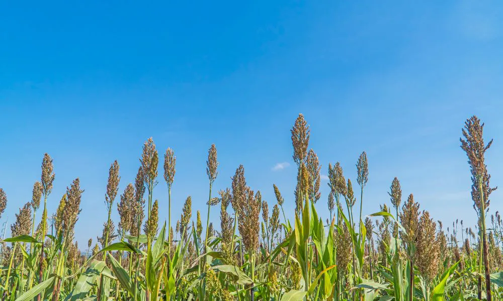 Sorgo. Foto Freepik