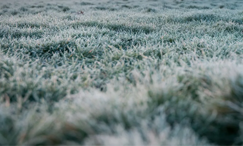 Pasto cubierto con helada foto freeepik