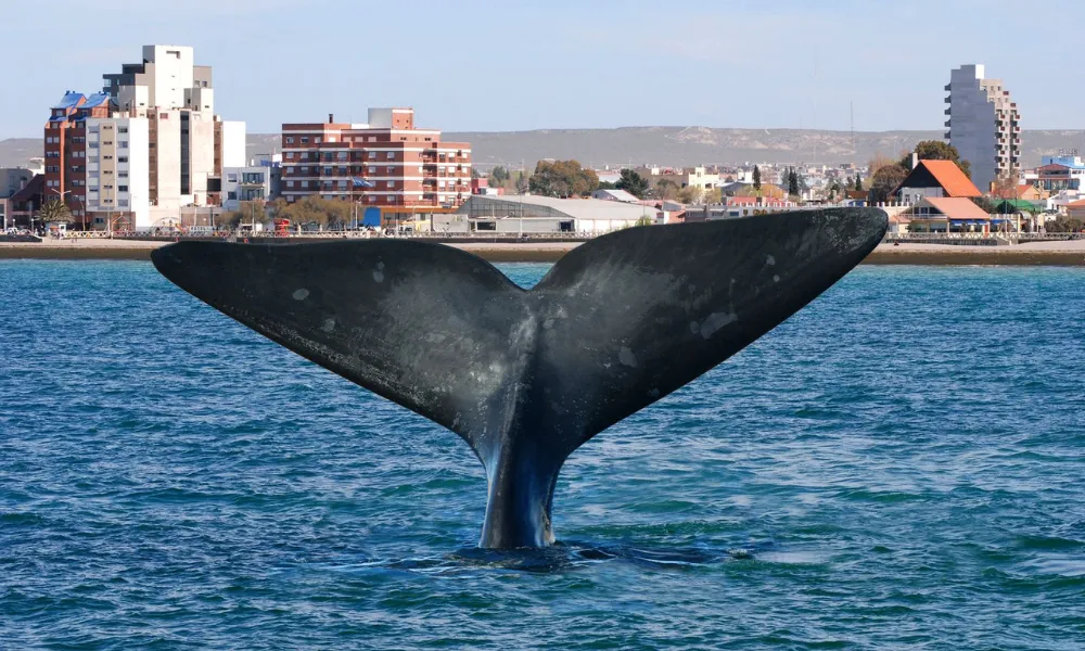 Puerto Madryn