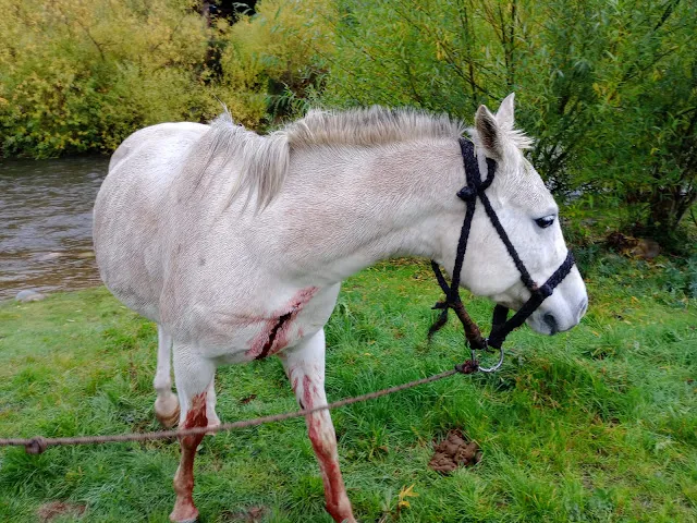 Caballo