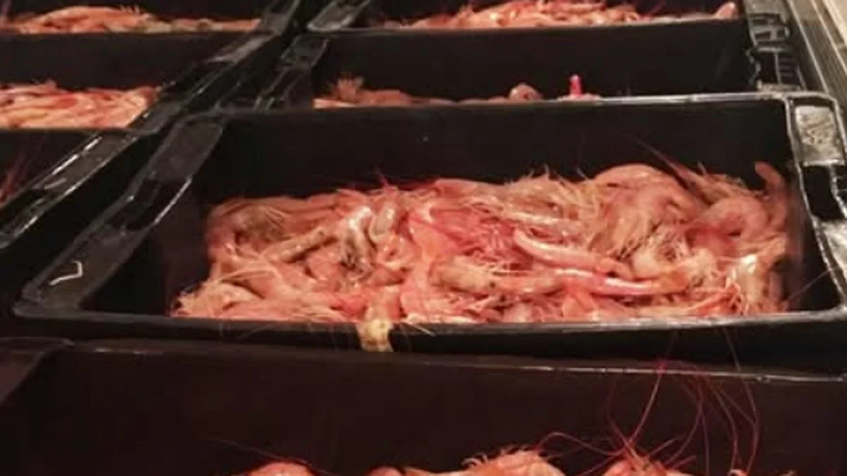 langostino rionegrino