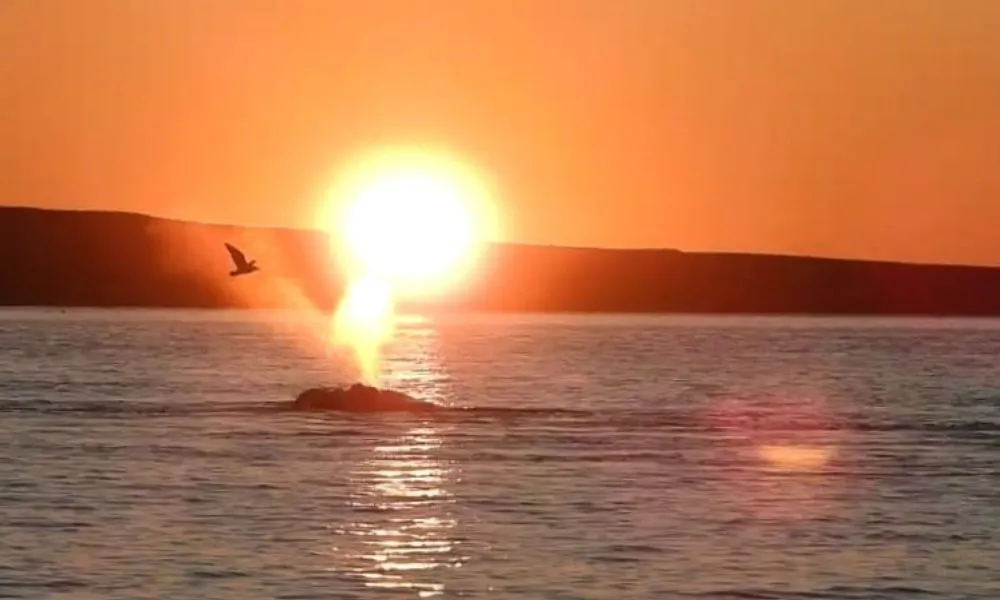Ballena en el amanecer de Madryn Imagen de El Fotero Patagónico