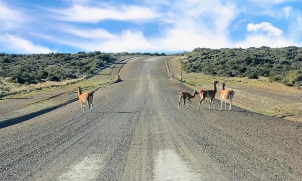Rutas de Península Valdés