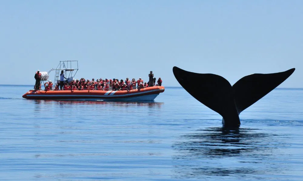 Avistaje de Ballenas en Península