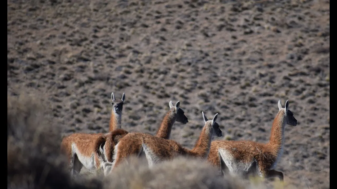 Guanacos en la patagonia.