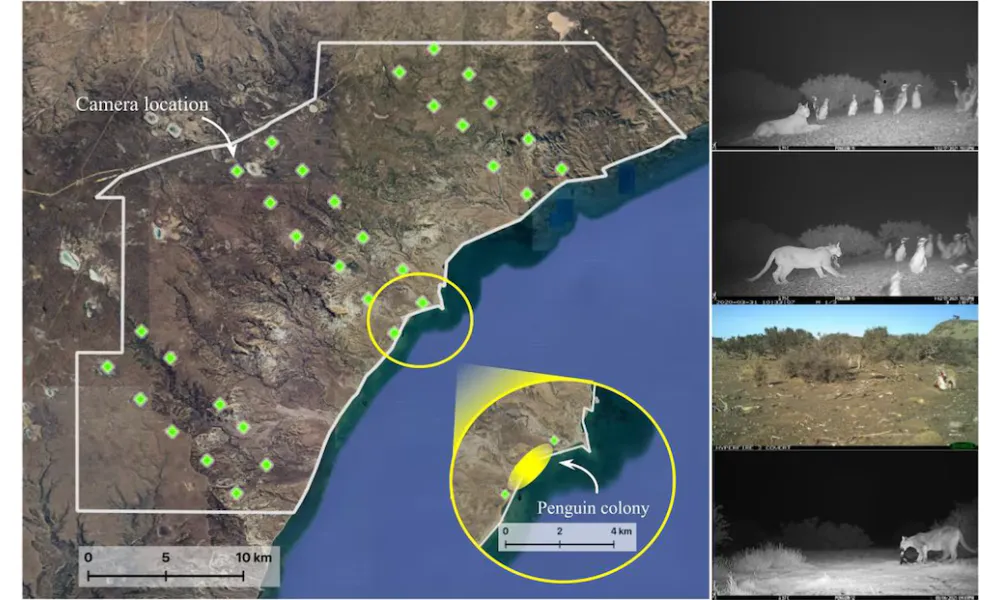 Pumas y Pingüinos-3