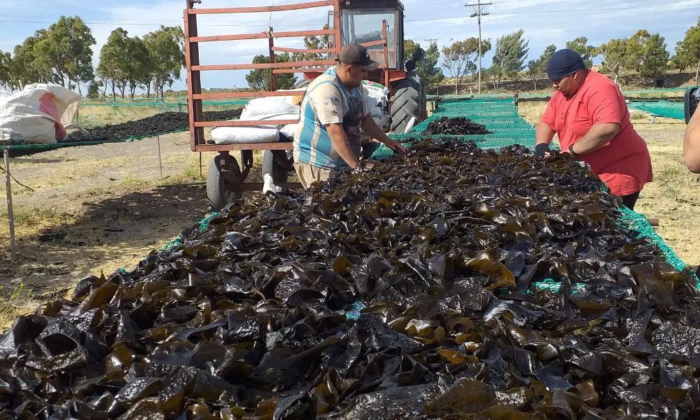 Capacitación sobre recolección subacuática y usos comerciales del alga