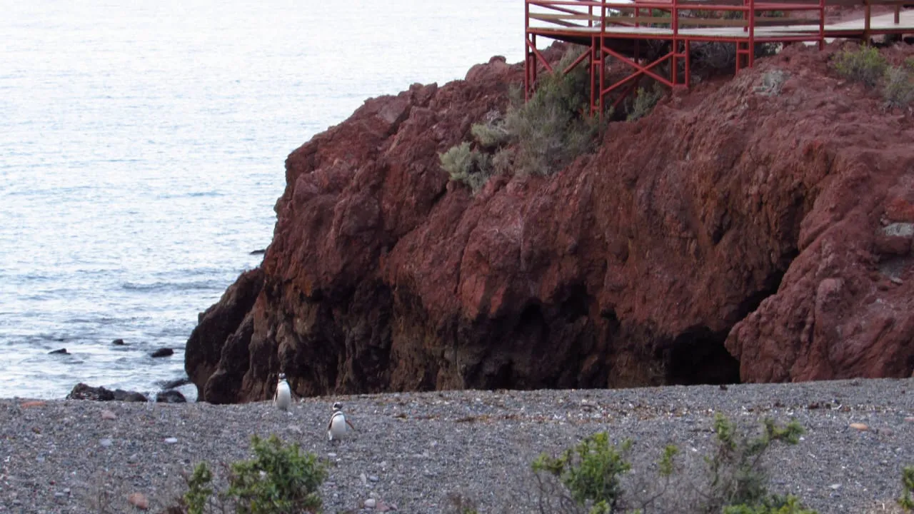 Llegaron los primeros pingüinos a Punta Tombo