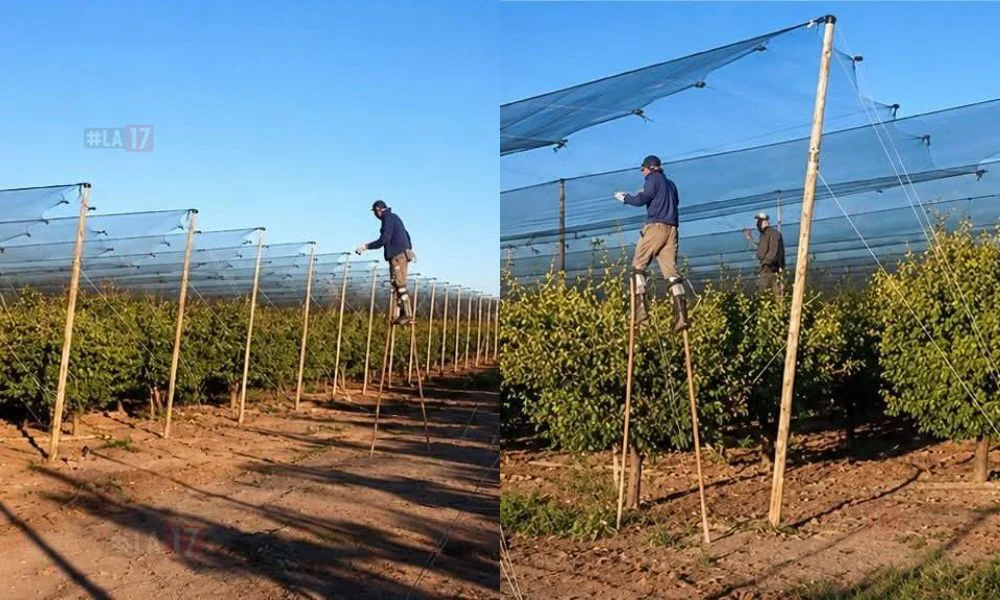 Peones rurales usan zancos de para agilizar la protección de los frutales