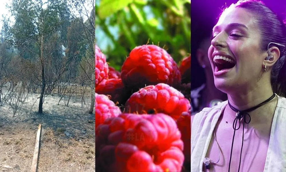 Incendio Fruta Fina Euge Quevedo