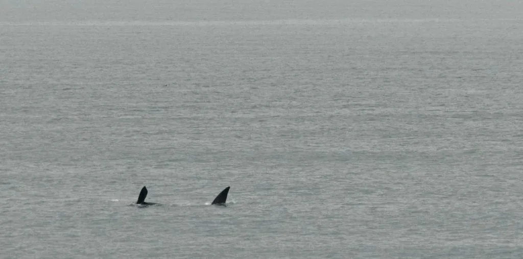 Ballenas en Mar del Plata Museo Scaglia