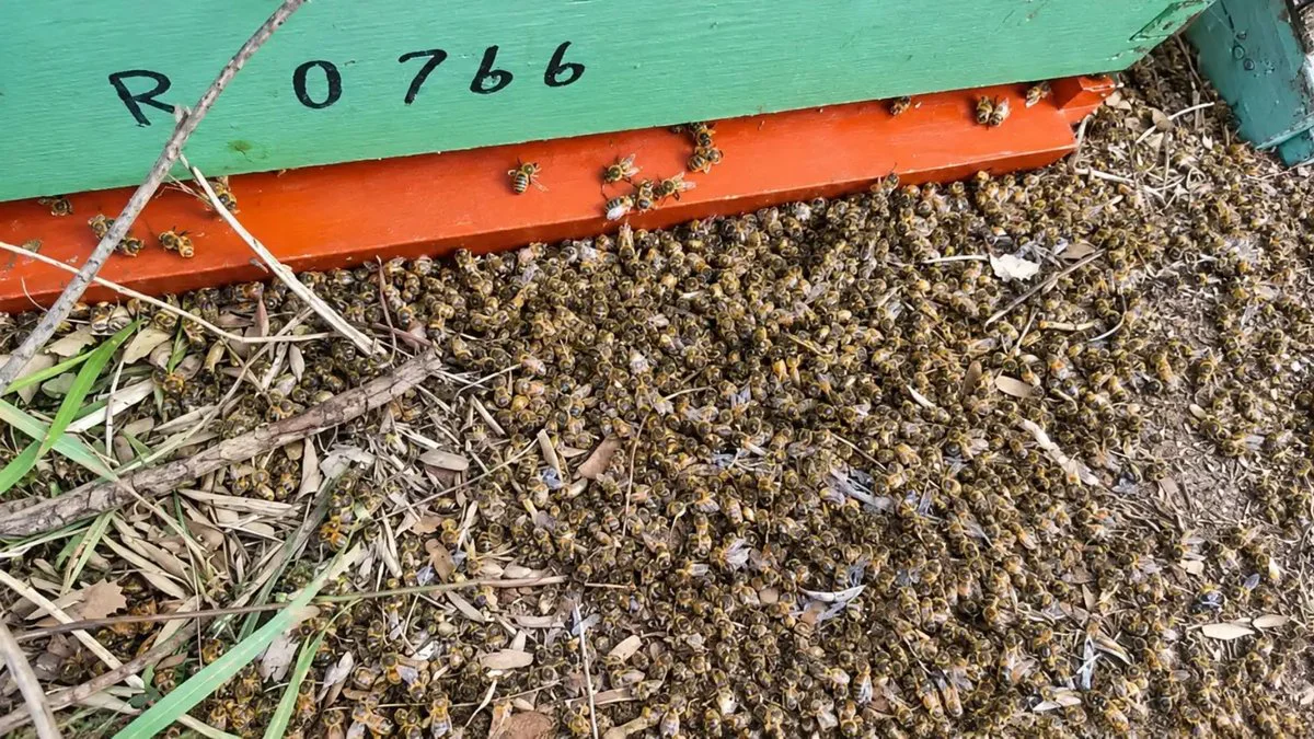 Abejas muertas