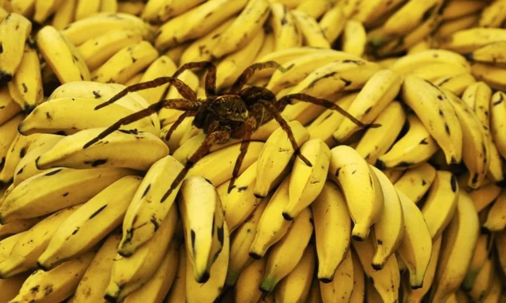 Araña del banano