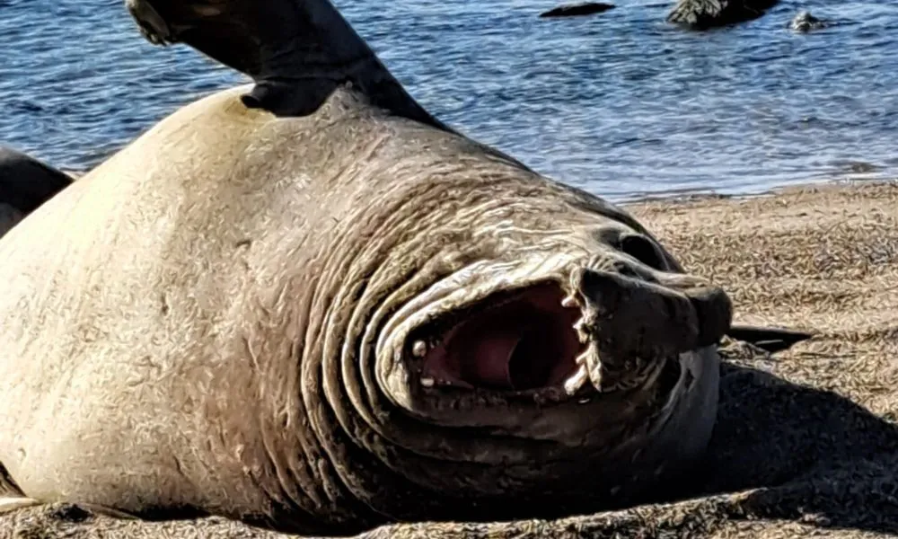 Elefante Marino en Estancia La Antonieta