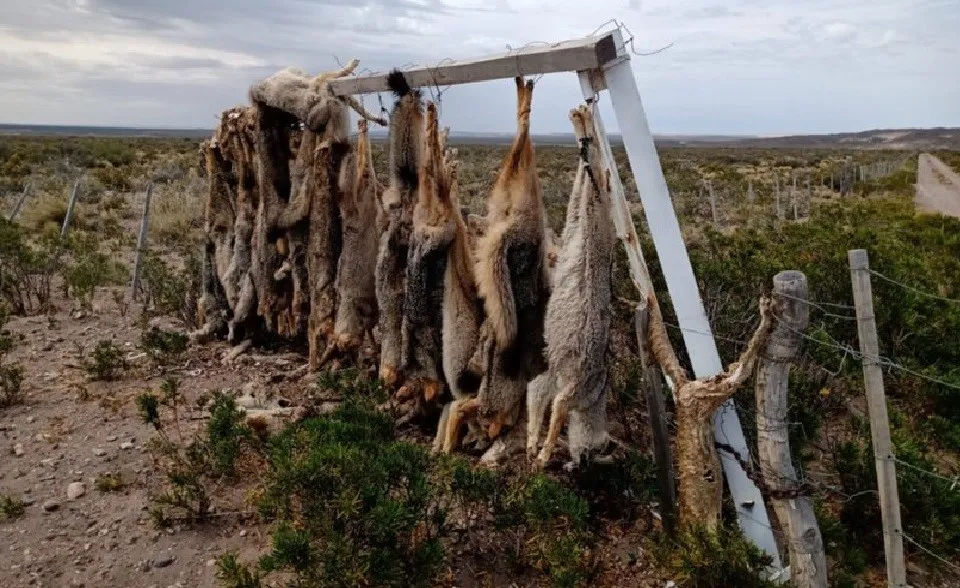 ANIMALES COLGADOS