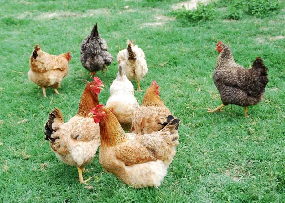 aves_de_corral_tipos_y_ejemplos_2182_orig